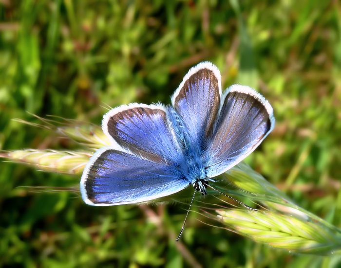 Plebejus (Plebejus) argus - Ritrattino